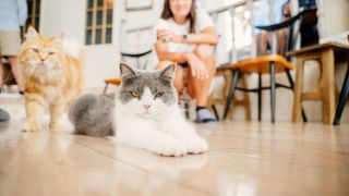 Person and two cats in a cat cafe