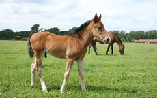 Horse breeding for beginners a healthy foal is always the primary aim