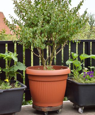 Crepe myrtle tree in a container on a dolly