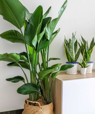 Large bird of paradise plant in indoor basket next to snake plants. Each large leaf has it's own thick green tall and upright stem