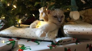 Cat under the chriatmas tree with presents, experts advise removing them as a cat proof christmas tree idea
