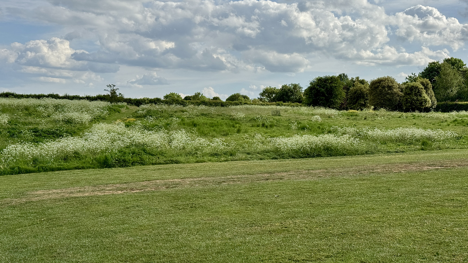 Photo of a field with long grass and other plants