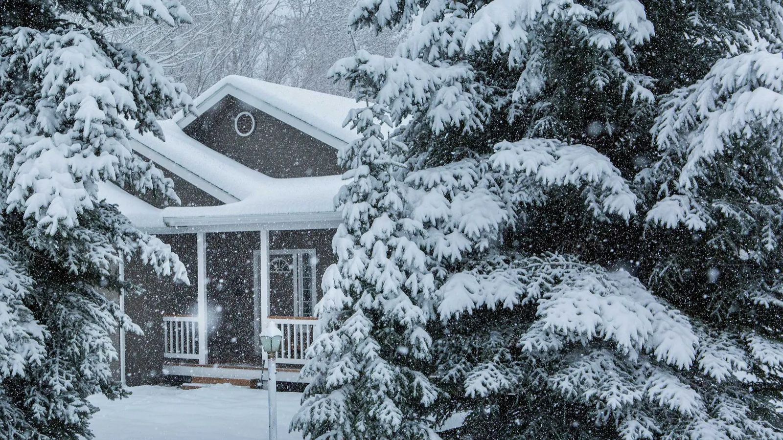 Snowy house in a pine forest