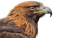 Golden eagle (Aquila chrysaetos) adult portrait, Kingussie, Scotland. Credit: Melvin Grey / naturepl.com