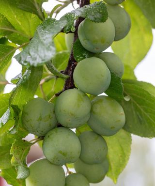 Greengage 'Oullins Golden Gage'