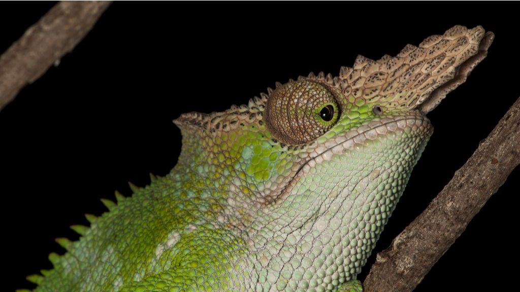 Close-up of a West Usambara two-horned chameleon