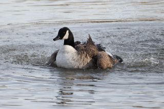 Goose splashing itself with water