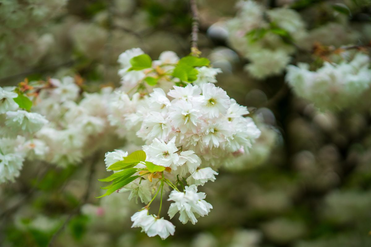 Zeiss Otus ML 50mm f/1.4 example shot
