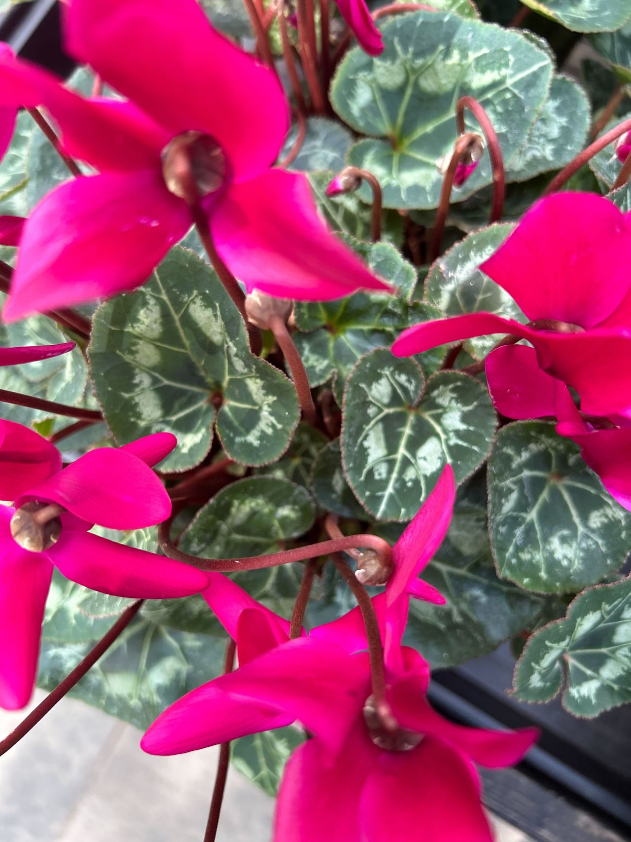 iPhone 14 Test Shot