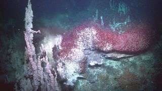 Beautiful hydrothermal vents, chimneys, and a large population of tubeworms seen on Dive 464, exploring the JaichaMaa' ja' ag vent field.