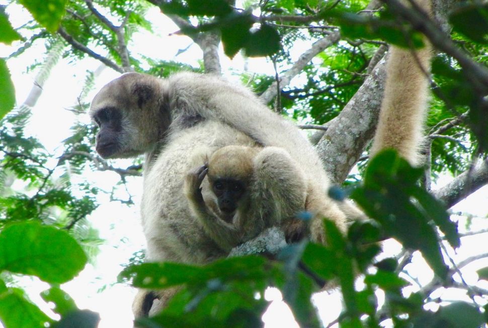 Photos: The Monkeys of Brazil's Atlantic Forest | Live Science