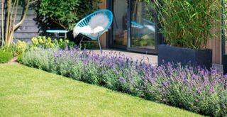 Garden with a lavender border around a lawn in a sensory garden