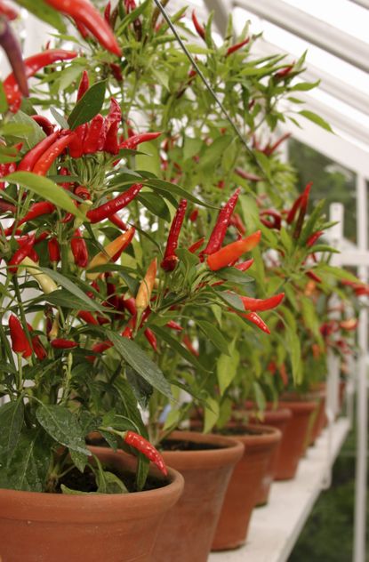 Several Potted Red Pepper Plants