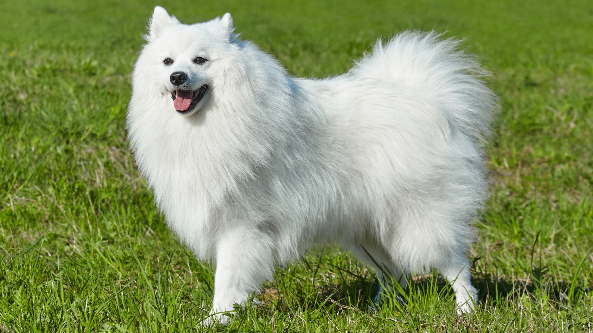 White japanese spitz dog on grass