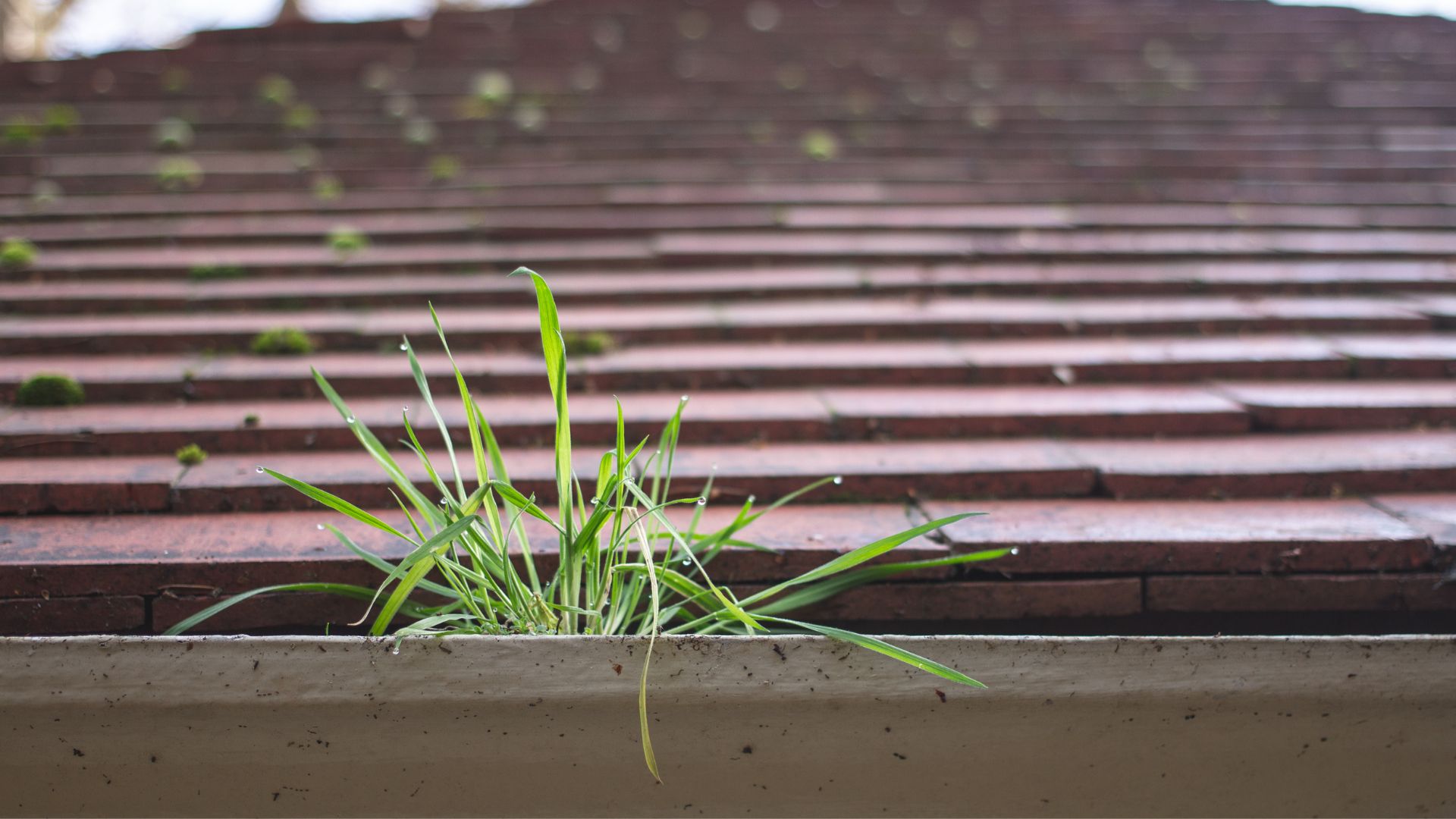 picture of grass growing out of gutter