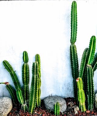 cacti display against a white wall