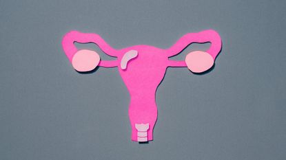 A paper cut out ovaries, fallopian tubes, and cervix 