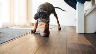 Dog eating shoe