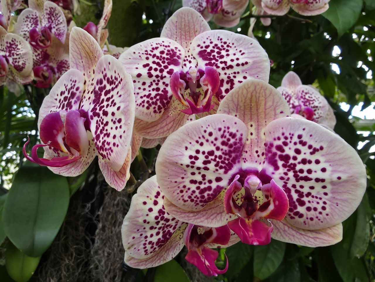 Orchids at the New York Botanical Garden, all photos taken with Samsung Galaxy S25 Ultra