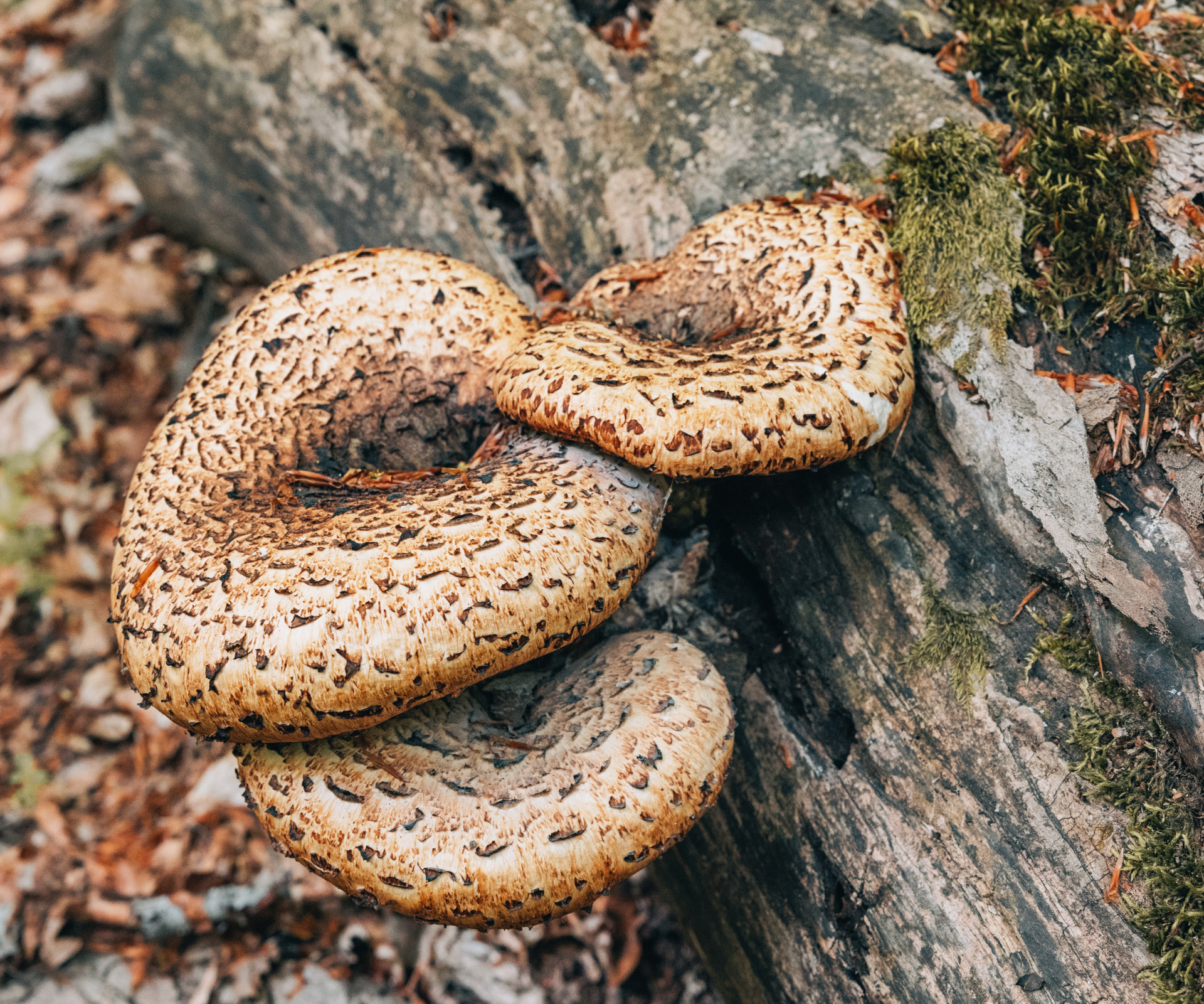 Dryad's saddle mushrooms growing on a decaying tree log in a forest, showing natural ecosystem and forest floor - stock photo