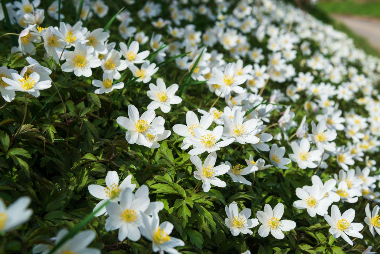 Wood anenomes in flower on a sunny bank in spring.