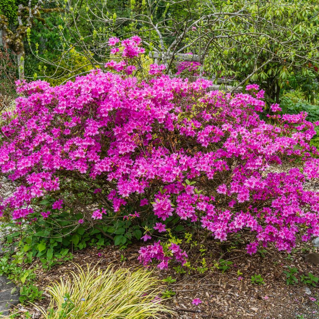 How to prune azaleas for vibrant flowers every year Ideal Home