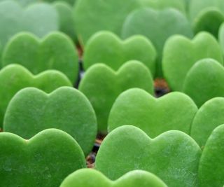 Green sweetheart hoya plants