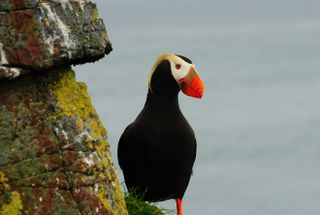 Breeding tufted puffins (Fratercula cirrhata) have been seen on Hawadax Island for the first time since the rats were exterminated in 2008.