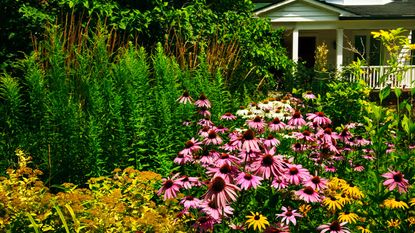 front yard design with planting