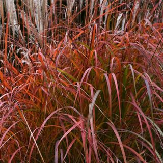 Miscanthus 'red dragon' close up