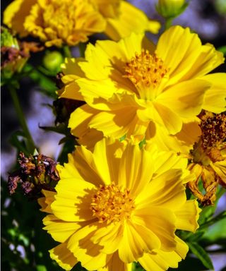 Cosmos sulphureus ‘Cosmic Yellow’