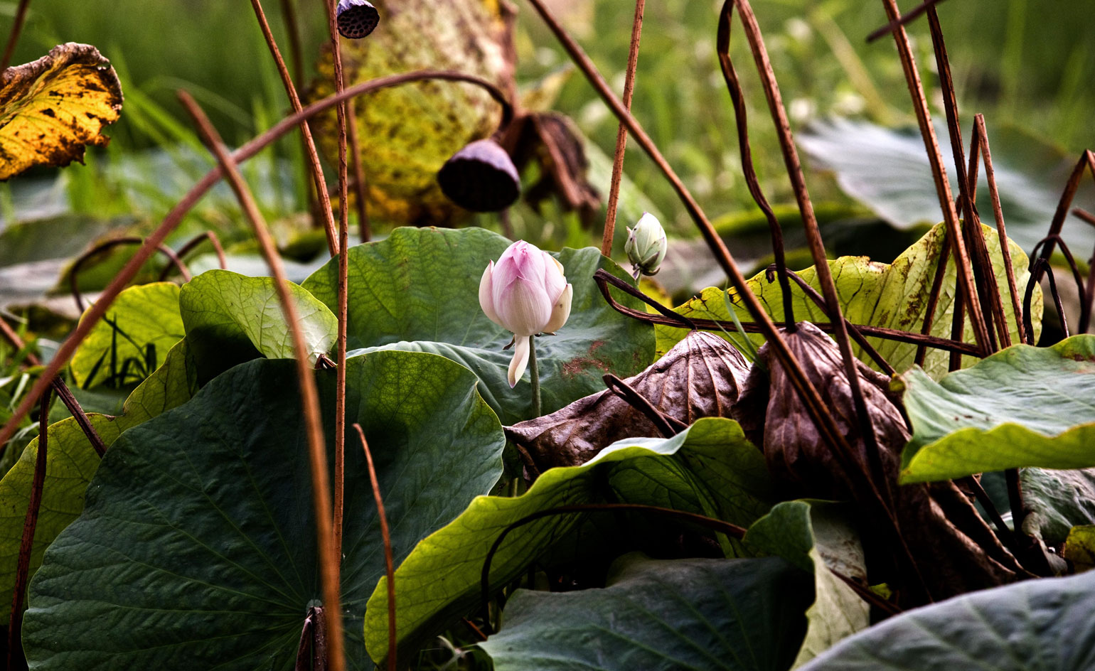 the Lotus flower fibre