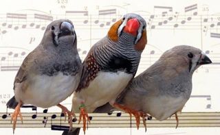 songbirds