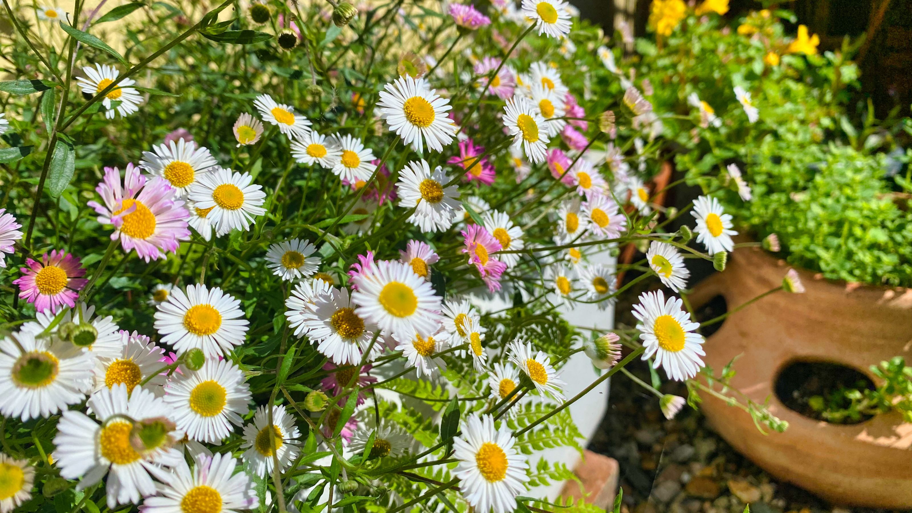 Erigeron karvinskianus flowers growing in pot in garden