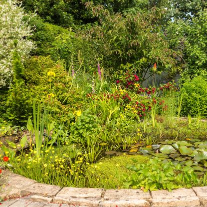 Kate Humble shares simple trick for welcoming wildlife into your garden ...