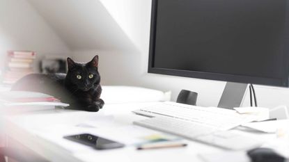 photo of a cat on a desk next to a computer and some documents
