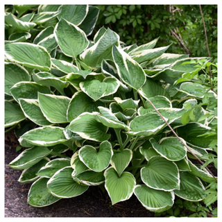 A hosta plant