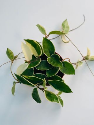 Hoya Carnosa care "Krimson Queen" Wax Plant