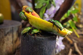 Green beetles on a banana peel