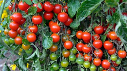 ripening Sweet Million tomatoes are some of the best vegetables to plant in January