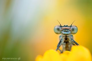 You looking at me? Image © David Pritchard