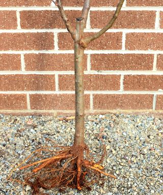 bare root apple tree