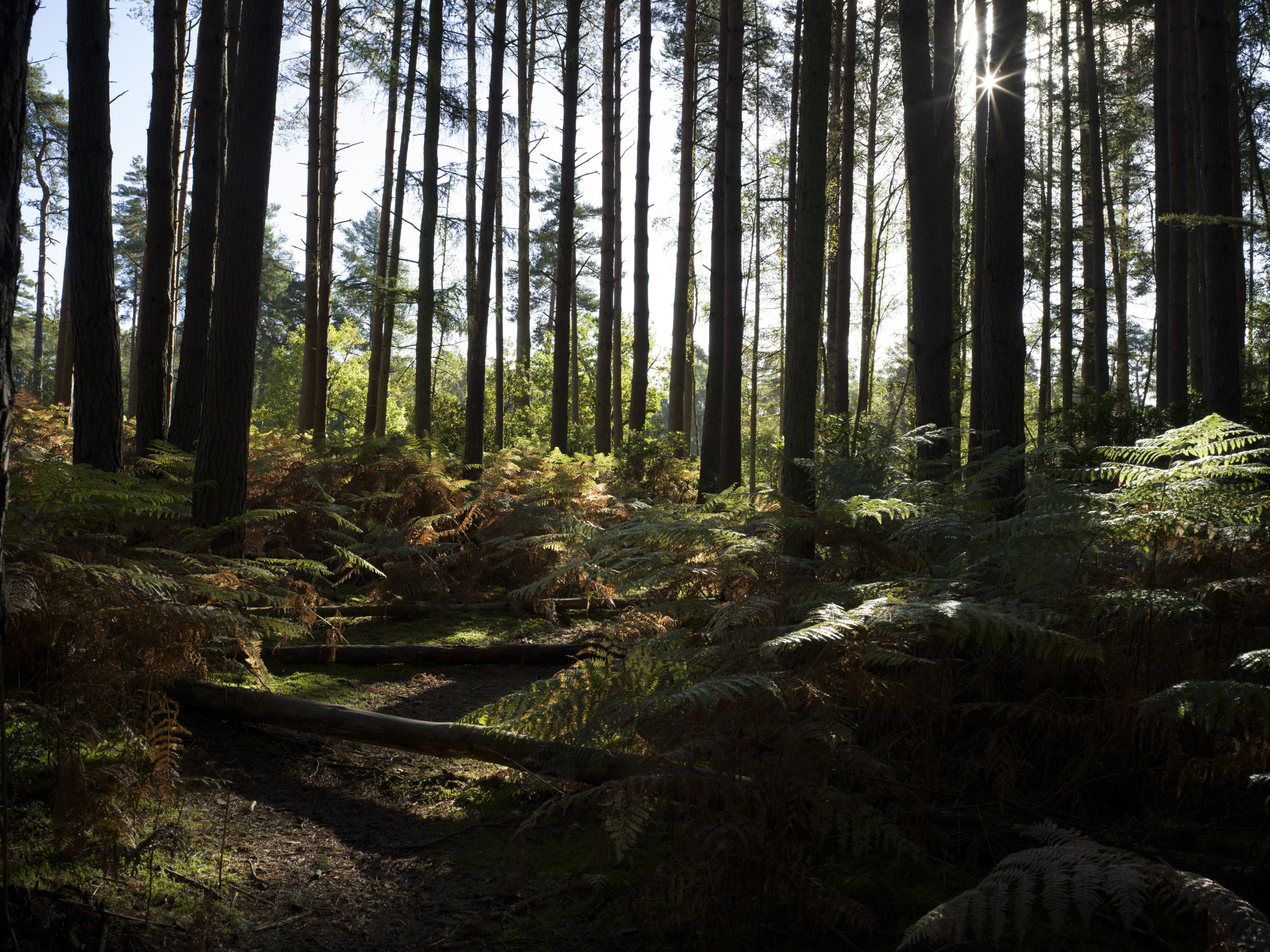 Sample image taken with the Hasselblad X2D 100C of a forest with sunstar