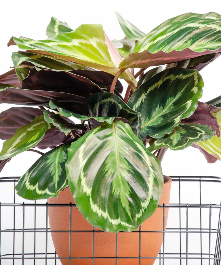 The top 10 house plants that have become integral to modern interior ...