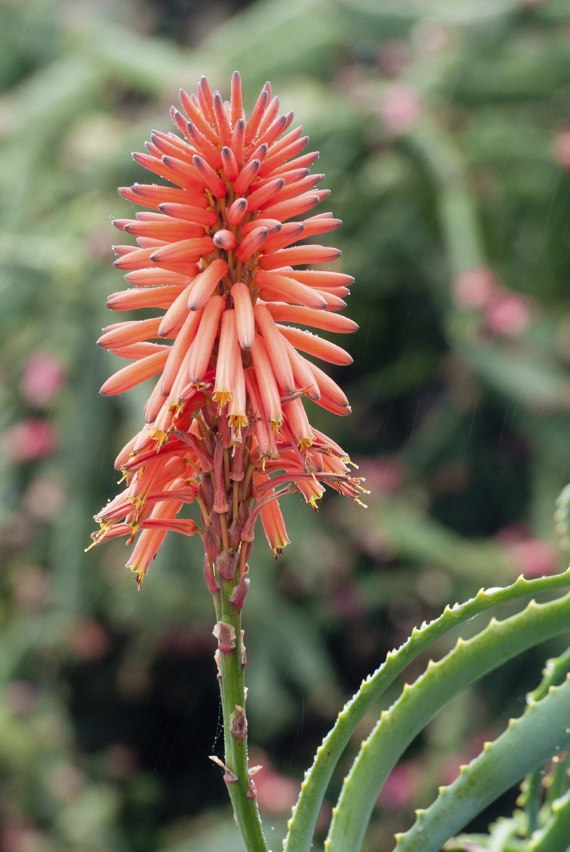 Flowering Aloe Vera Plant