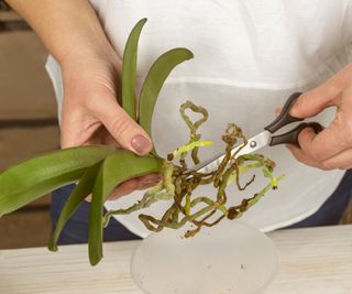 Orchid root rot