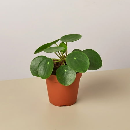 House Plant Shop 4" Pilea Peperomioides Chinese Money Live Plants in 4" Pots