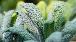 Kale growing