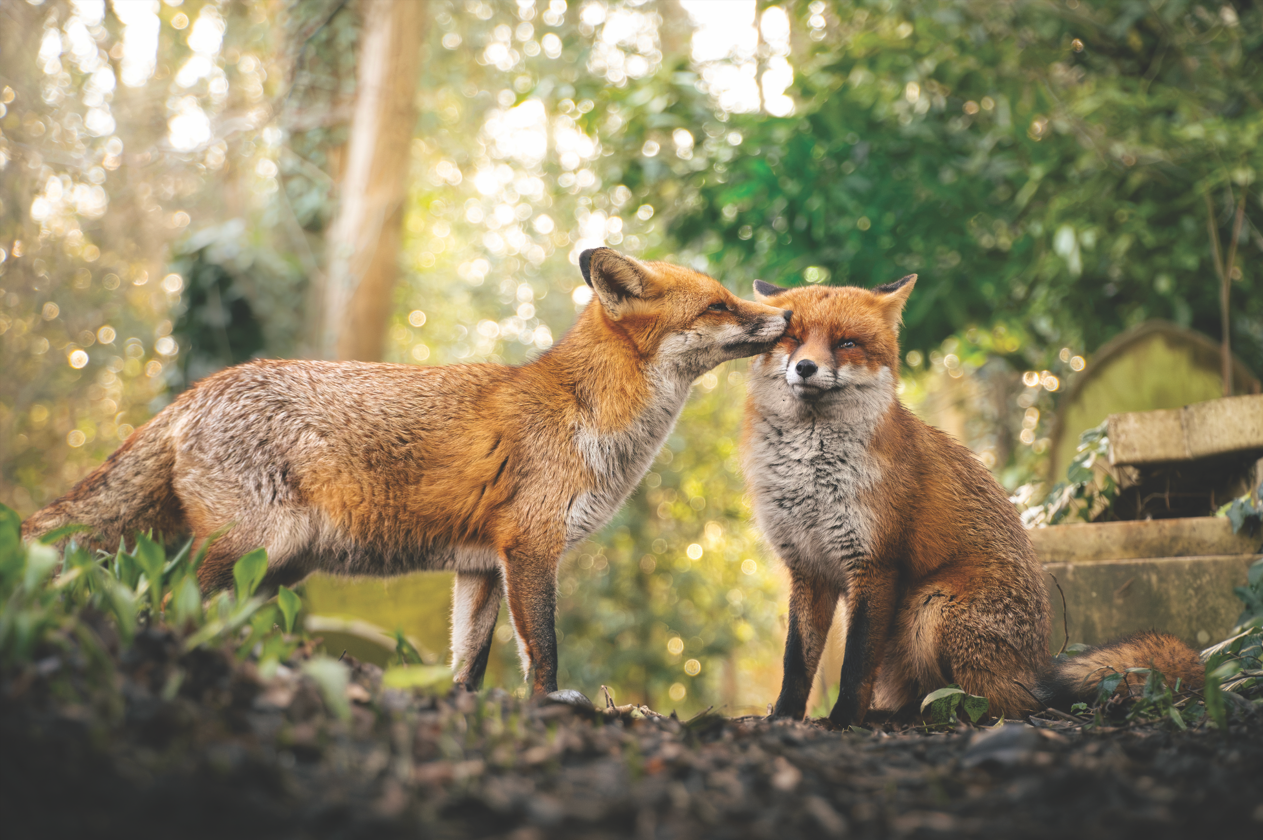Harmony