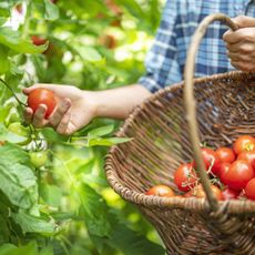 Gardener harvests tomatoes in farmer's basket